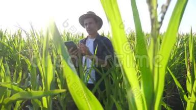智慧农业慢生活方式运动视频概念.. 农学家在玉米地里拿着平板电脑。